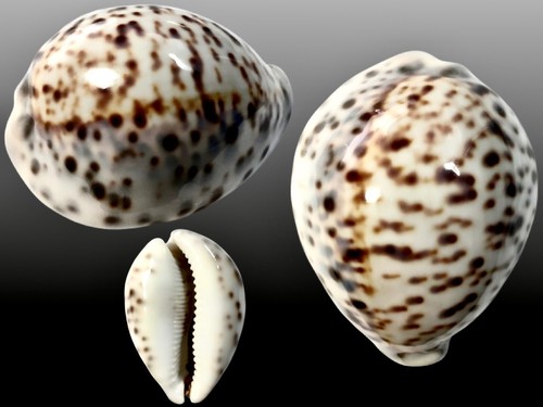 Cypraea tigris pardalis