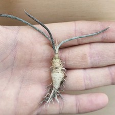 Astrophytum Caput-medusae
