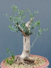 Bonsai olivastro 40x20cm - bonsai, in