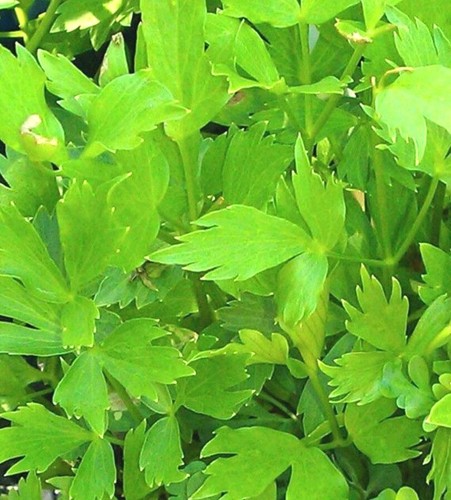 200 semi lovage non - 200+,