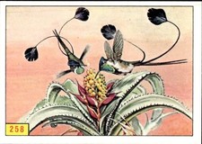 figurina Uccelli ed.Panini