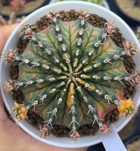 Gymnocalycium mihanovichi