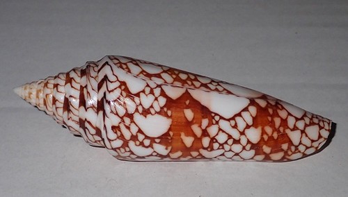 101 rare great conus - mm,