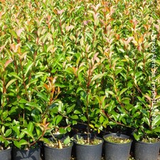 Photinia Red Robin, 8 piante con altezza 80/100 cm, vaso Ø18, per siepi folte