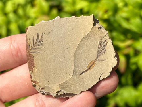Foglie metasequoia fossile - di,