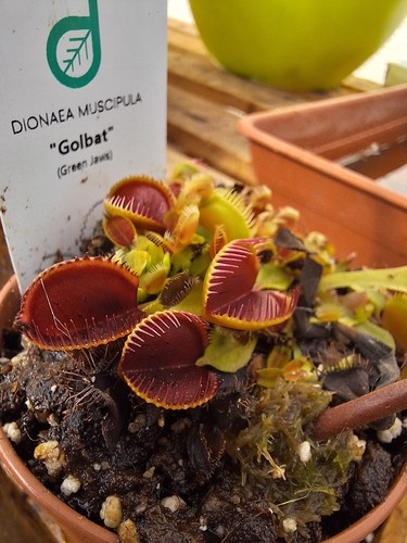 Dionaea muscipula golbat - muscipula, "golbat"