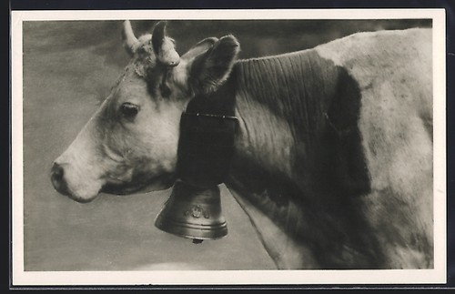 Cartolina mucca con grande