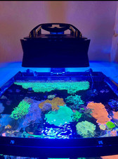 Paralume Ecotech XR15