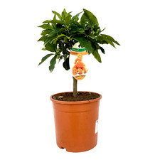 PIANTA ALBERO KUMQUAT