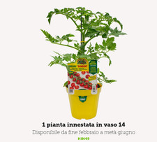 Pianta pomodoro innestato - pianta,
