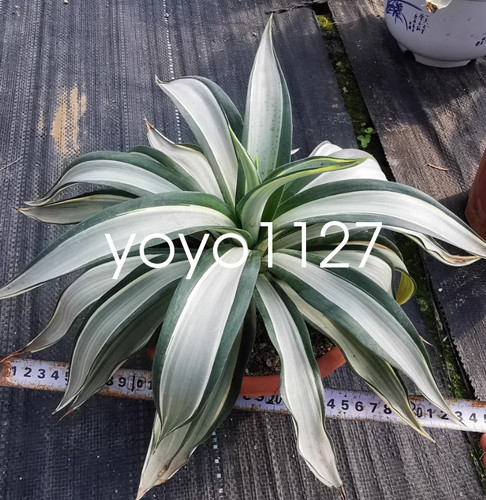 Agave desmetiana bianca - agave,