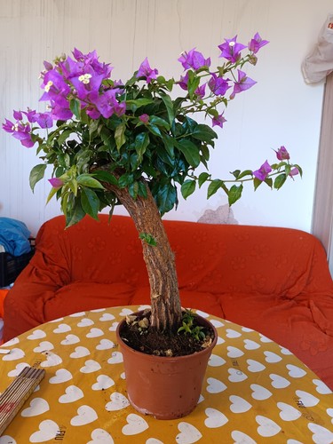 Bouganvillea bonsai vaso - bonsai, 20