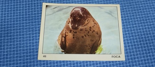Figurina sticker foca - n., 46