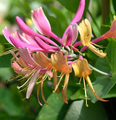 Lonicera henryi - -,