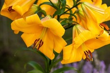 Lilium golden splendor gigli - lilium,