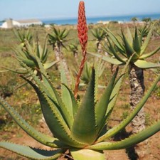 Aloe arborescens, aloe Krantz, aloe candelabro - da 10 a 100 segmenti