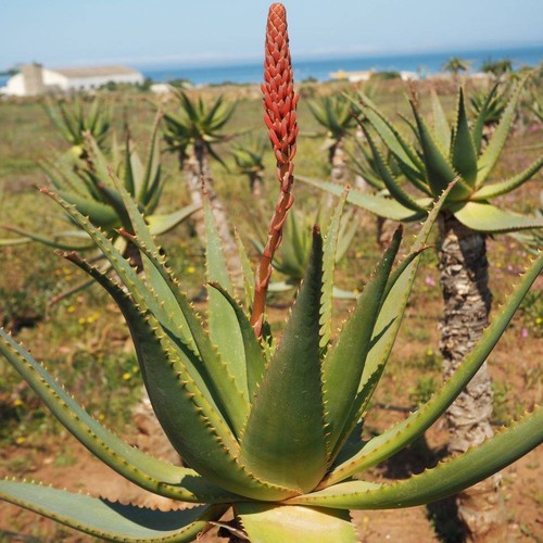 Aloe arborescens krantz - aloe, arborescens,