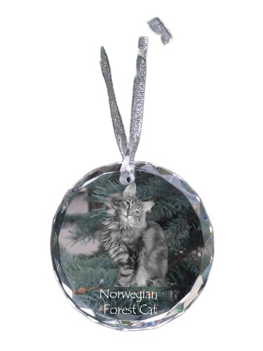 Gatto delle foreste norvegesi