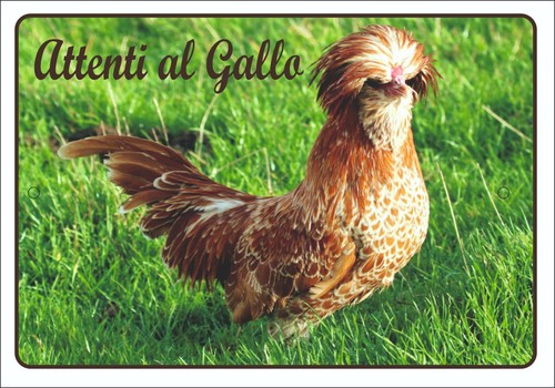 Razza pollo padovana targa - padovana,