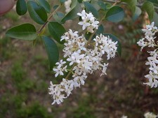 LIGUSTRUM SINENSE, LIGUSTRO