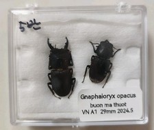 Gnaphaloryx opacus vietnam - gnaphaloryx,