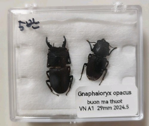 Gnaphaloryx opacus vietnam - gnaphaloryx,