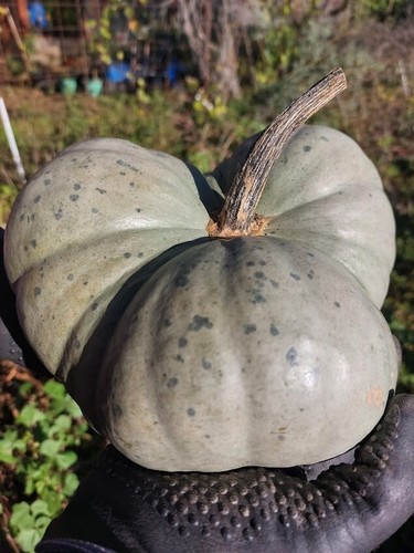 Triamble zucca - triamble, di