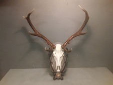  Trofeo Corna Di Cervo Con Scudo In Legno Intagliato