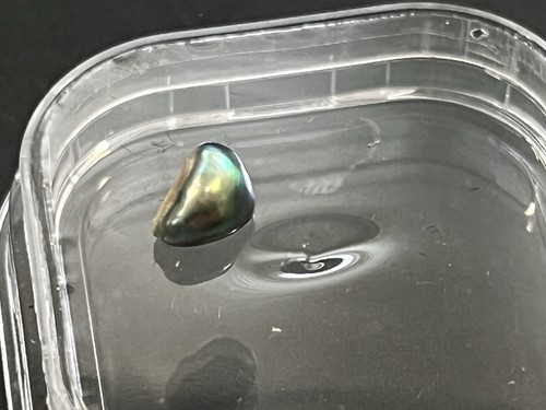 Abalone selvatico naturale