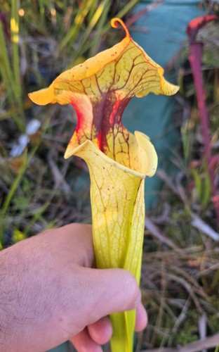Sarracenia goldie leah - sarracenia,