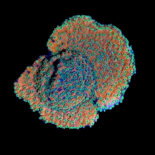 Sunset montipora coral - montipora,