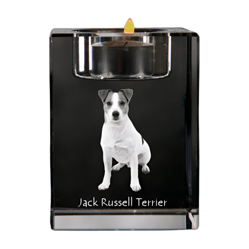 Jack russell terrier - jack,
