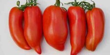Pomodoro Howard German -