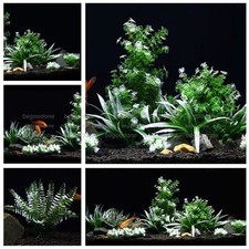 Confezione piante acquario - confezione,