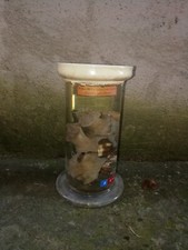 Paguro con attinie. Materiale