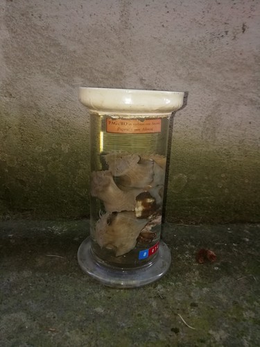Paguro con attinie materiale - con,