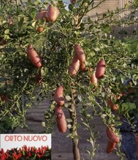 10 SemiAlbero LIMONE CAVIALE ROSSO FINGER LIME 