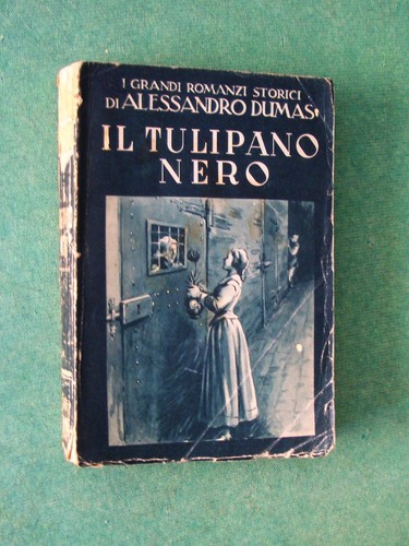 Tulipano nero alessandro - tulipano,