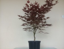 BONSAI ACERO PALMATO