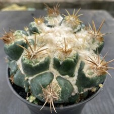 Cactus Piante Succulente