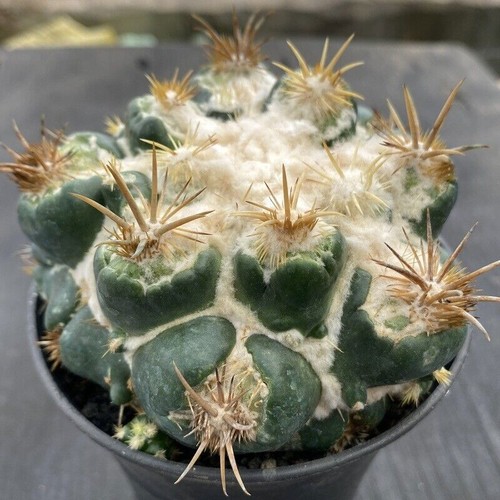 Cactus piante succulente - piante,