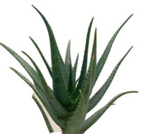 Foglie Aloe Vera