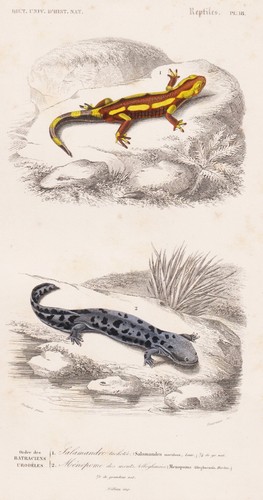 Salamandra salamander anfibi - salamander,