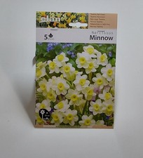 Narcisi bulbi Minnow bl 5 pz