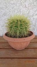 Pianta grassa grusone - pianta,