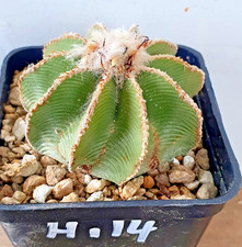 Aztekium hintonii sulle