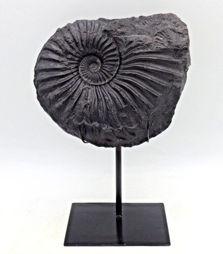 Rare cretaceous black - black, large