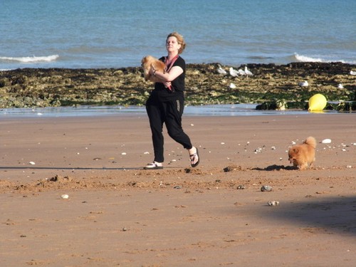 Photo 12x8 dog walker stone - dog,