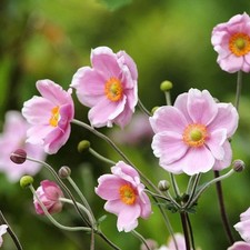 AUTUNNO - ANEMONE - ANEMONE