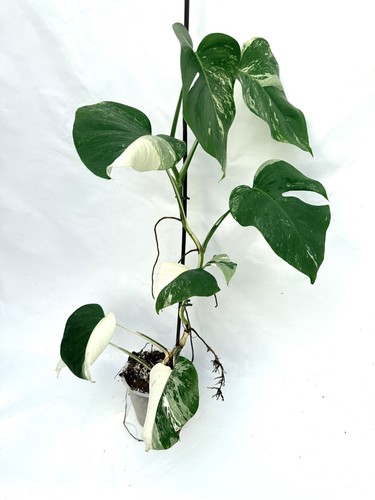 Monstera albo variegata exact - albo,